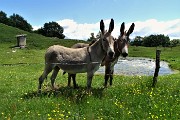 47 Gli asinelli al mio richiamo si avvcinano